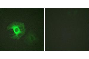 Peptide - +Immunofluorescence analysis of HeLa cells, using Caldesmon (Ab-789) antibody. (Caldesmon 抗体  (Ser789))