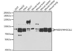 Western blot analysis of extracts of various cell lines, using NSD3/NSD3/WHSC1L1 antibody (ABIN6130794, ABIN6150215, ABIN6150216 and ABIN6221225) at 1:1000 dilution. (WHSC1L1 抗体  (AA 1-270))
