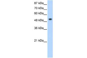 WB Suggested Anti-SNRP70 Antibody Titration:  0. (SNRNP70 抗体  (N-Term))