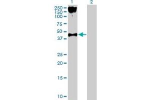 Western Blot analysis of P2RY2 expression in transfected 293T cell line by P2RY2 MaxPab polyclonal antibody. (P2RY2 抗体  (AA 1-377))