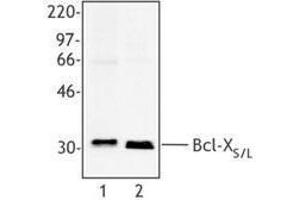 Western Blotting (WB) image for anti-Bcl-XS/L antibody (ABIN2666267) (Bcl-XS/L 抗体)