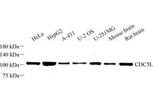 Western blot analysis of CDC5L (ABIN7073412) at dilution of 1: 500 (CDC5L 抗体)