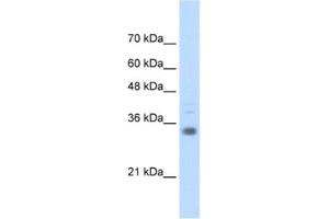 Western Blotting (WB) image for anti-Homeobox B4 (HOXB4) antibody (ABIN2461927) (HOXB4 抗体)