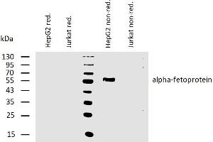 Western blotting analysis of human alpha-fetoprotein using mouse monoclonal antibody AFP-11 on lysates of HepG2 cell line and Jurkat cell line (negative control) under reducing and non-reducing conditions.