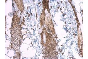IHC-P Image Lamin A + C antibody detects Lamin A + C protein at nuclear envelope on mouse skin by immunohistochemical analysis. (Lamin A/C 抗体)