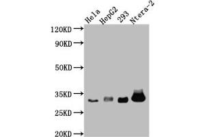 Western Blot Positive WB detected in: Hela whole cell lysate, HepG2 whole cell lysate, HEK293 whole cell lysate, Ntera-2 whole cell lysate All lanes: pro Caspase 3 antibody at 1:1000 Secondary Goat polyclonal to rabbit IgG at 1/50000 dilution Predicted band size: 32 kDa Observed band size: 32 kDa (Recombinant Caspase 3 抗体)