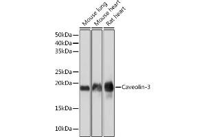 Western blot analysis of extracts of various cell lines, using Caveolin-3 Rabbit mAb (ABIN7266157) at 1:1000 dilution. (Caveolin 3 抗体)
