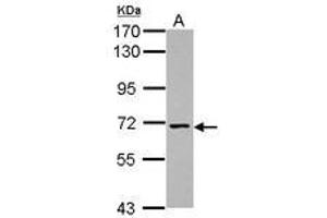 Image no. 1 for anti-Nicalin (NCLN) (Internal Region) antibody (ABIN1496088) (Nicalin 抗体  (Internal Region))
