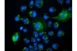 Immunofluorescence (IF) image for anti-Peroxisomal Trans-2-Enoyl-CoA Reductase (PECR) antibody (ABIN1500149) (PECR 抗体)