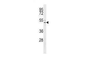 Western Blotting (WB) image for anti-Sphingosine-1-Phosphate Receptor 4 (S1PR4) (AA 8-37), (N-Term) antibody (ABIN652182)