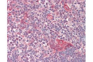 Anti-NUSAP1 / NUSAP antibody IHC staining of human thymus. (NUSAP1 抗体  (AA 360-409))
