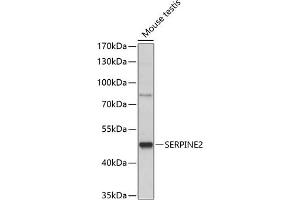 Western blot analysis of extracts of mouse testis, using SERPINE2 antibody (ABIN7270246) at 1:1000 dilution. (SERPINE2 抗体  (AA 27-398))
