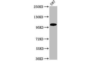 Western Blot Positive WB detected in: U87 whole cell lysate All lanes: LGR6 antibody at 2. (LGR6 抗体  (AA 839-962))
