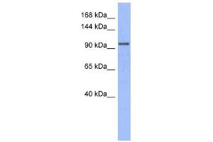 MSH4 antibody used at 1 ug/ml to detect target protein. (MSH4 抗体)