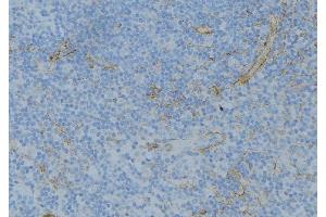 ABIN6276744 at 1/100 staining Human lymph node tissue by IHC-P. (ABO 抗体  (N-Term))