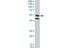 Western Blotting (WB) image for anti-Bone Morphogenetic Protein 7 (BMP7) (AA 1-431) antibody (ABIN560078)