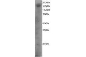 Image no. 1 for anti-Dedicator of Cytokinesis 1 (DOCK1) (AA 1852-1865) antibody (ABIN295982) (DOCK1 抗体  (AA 1852-1865))