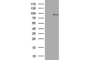 Image no. 1 for anti-Mitofusin 1 (MFN1) (AA 209-469) antibody (ABIN1491184) (MFN1 抗体  (AA 209-469))