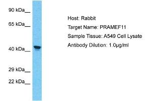 Host: Rabbit Target Name: PRAMEF11 Sample Tissue: Human A549 Whole Cell Antibody Dilution: 1ug/ml (PRAMEF11 抗体  (Middle Region))