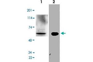 Western Blot analysis of mouse liver tissue lysate and N2a cell lysate with GATA2 polyclonal antibody  at 1:500 dilution. (GATA2 抗体  (N-Term))