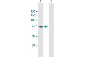 Western Blot analysis of F11 expression in transfected 293T cell line by F11 MaxPab polyclonal antibody. (Factor XI 抗体  (AA 1-625))
