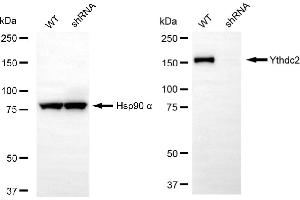 Western blotting analysis using Ythdc2 antibody (ABIN7800884). (Recombinant YTHDC2 抗体)