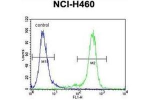 Flow cytometric analysis of NCI-H460 cells using GAS1 Antibiody (N-term) Cat. (GAS1 抗体  (N-Term))