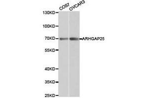 Western Blotting (WB) image for anti-rho GTPase Activating Protein 25 (ARHGAP25) antibody (ABIN1871078) (ARHGAP25 抗体)