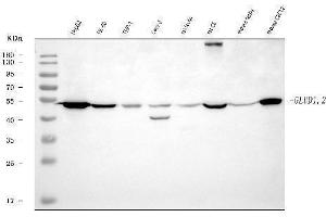 Western blot analysis of GLUD1/2 using anti-GLUD1/2 antibody (ABIN7602000). (GLUD1 / GLUD2 (AA 54-553) 抗体)