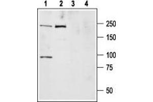 Western blot analysis of ND7/23 cell lysate (lanes 1,3) and rat brain membranes (lanes 2,4): - 1,2.