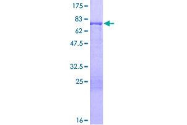 Cytokeratin 13 Protein (AA 1-458) (GST tag)