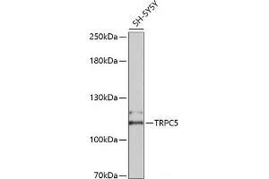 Western blot analysis of extracts of SH-SY5Y cells using TRPC5 Polyclonal Antibody at dilution of 1:2000. (TRPC5 抗体)