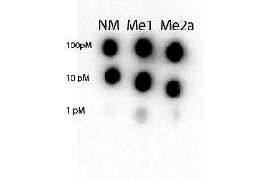 Dot Blot (DB) image for anti-Signal Transducer and Activator of Transcription 3 (Acute-Phase Response Factor) (STAT3) antibody (ABIN5596960)