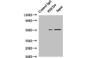 Immunoprecipitating PDCD4 in Hela whole cell lysate Lane 1: Rabbit control IgG instead of (1 μg) instead of ABIN7164693 in Hela whole cell lysate.