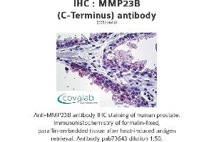 Image no. 1 for anti-Matrix Metallopeptidase 23B (MMP23B) (C-Term) antibody (ABIN1737028) (MMP23B 抗体  (C-Term))