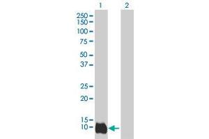 Western Blot analysis of LY6D expression in transfected 293T cell line by LY6D MaxPab polyclonal antibody. (LY6D 抗体  (AA 21-128))