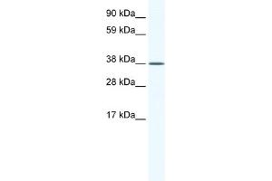 WB Suggested Anti-KLF2 Antibody Titration:  2. (KLF2 抗体  (Middle Region))