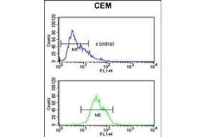 ITGA5 Antibody (C-term) (ABIN651710 and ABIN2840370) flow cytometric analysis of CEM cells (bottom histogram) compared to a negative control cell (top histogram). (ITGA5 抗体  (AA 796-822))