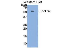 Western Blotting (WB) image for anti-Netrin 1 (NTN1) (AA 313-565) antibody (ABIN1860070) (Netrin 1 抗体  (AA 313-565))