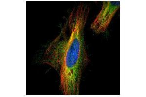ICC/IF Image Confocal immunofluorescence analysis (Olympus FV10i) of paraformaldehyde-fixed HeLa, using DIAPH1, antibody (Green) at 1:500 dilution. (DIAPH1 抗体  (N-Term))