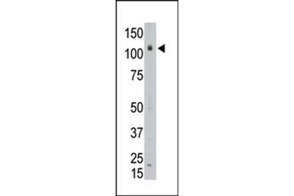 AFF3 抗体  (C-Term)