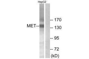 Western blot analysis of extracts from HepG2 cells, using Met (Ab-1234) antibody. (c-MET 抗体  (Tyr1234))