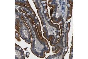 Immunohistochemical staining of human duodenum with FAM159B polyclonal antibody  shows strong luminal membranous and cytoplasmic positivity in glandular cells. (FAM159B 抗体)