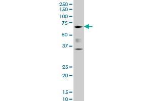 RUNX2 monoclonal antibody (M06), clone 3F5 Western Blot analysis of RUNX2 expression in PC-12