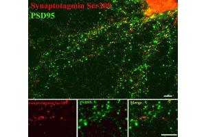 Immunostaining of 14 DIV rat cortical neurons showing synaptotagmin when phosphorylated at Thr202 in red and PSD95 in green. (SYT1 抗体  (pSer309))