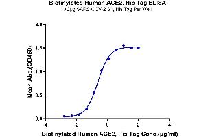 ELISA image for Angiotensin I Converting Enzyme 2 (ACE2) (AA 18-740) protein (His-Avi Tag,Biotin) (ABIN7273794)