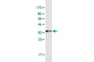 Western Blot detection against Immunogen (36. (RGMA 抗体  (AA 326-423))