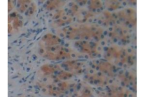 Detection of CASP9 in Rat Stomach Tissue using Polyclonal Antibody to Caspase 9 (CASP9) (Caspase 9 抗体  (AA 1-200))