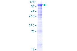 DGCR2 Protein (AA 1-550) (GST tag)