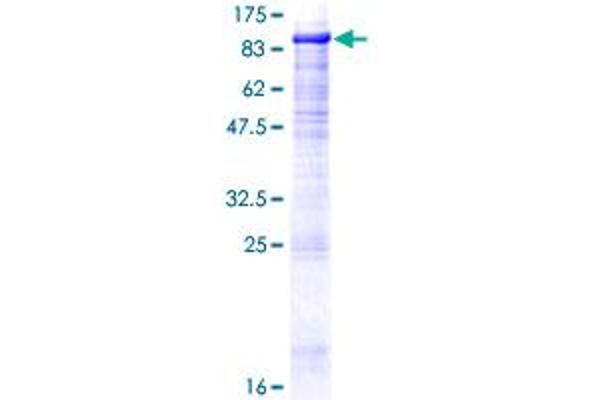 DGCR2 Protein (AA 1-550) (GST tag)